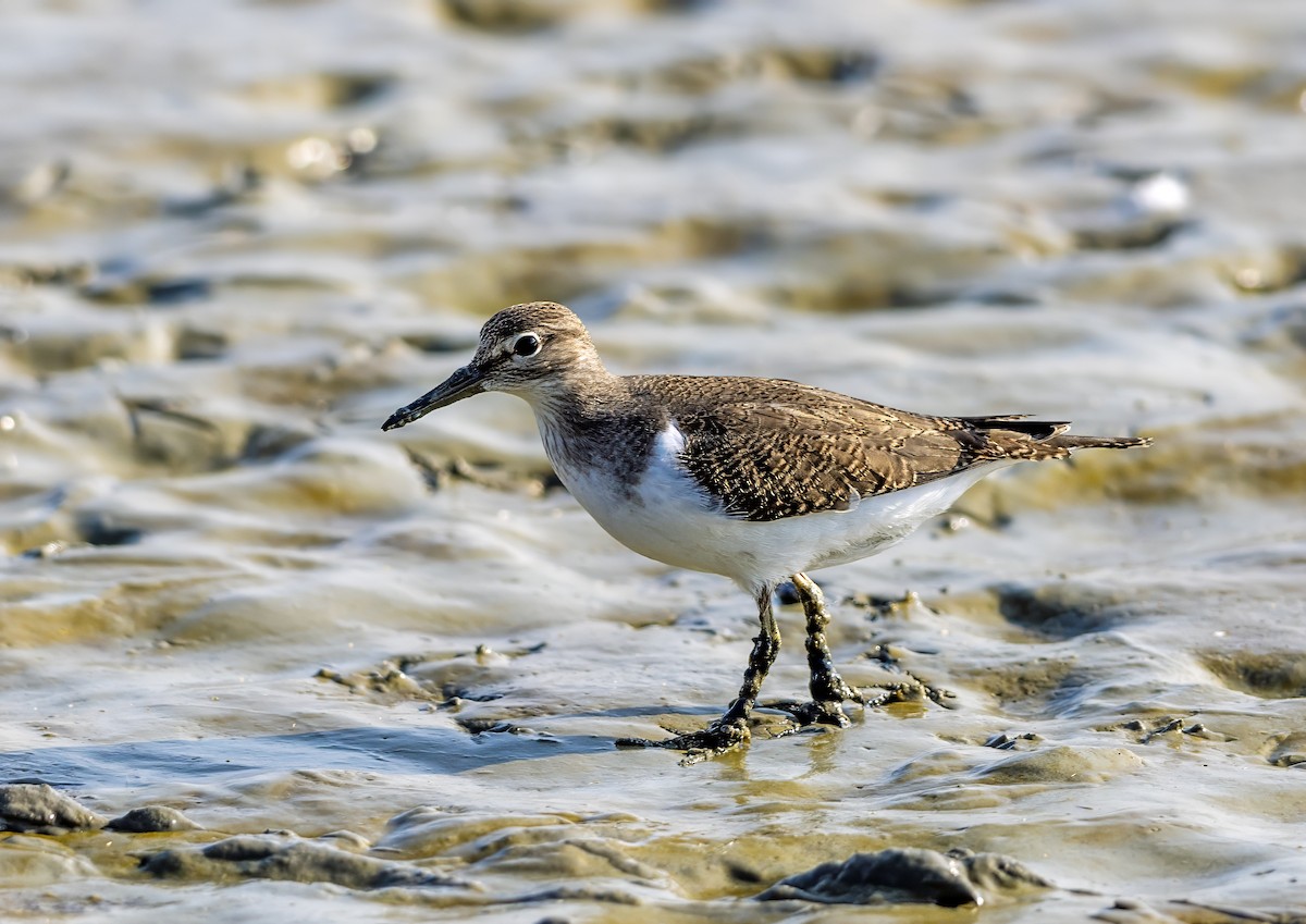 Common Sandpiper - ML623938563