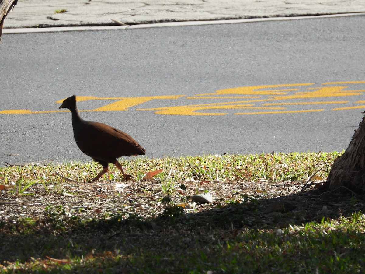 Orange-footed Megapode - ML623938571