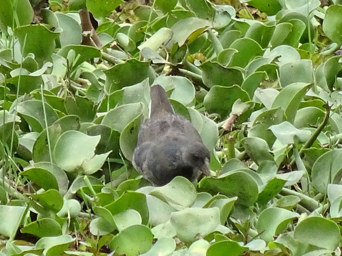 Lesser Moorhen - ML623938589