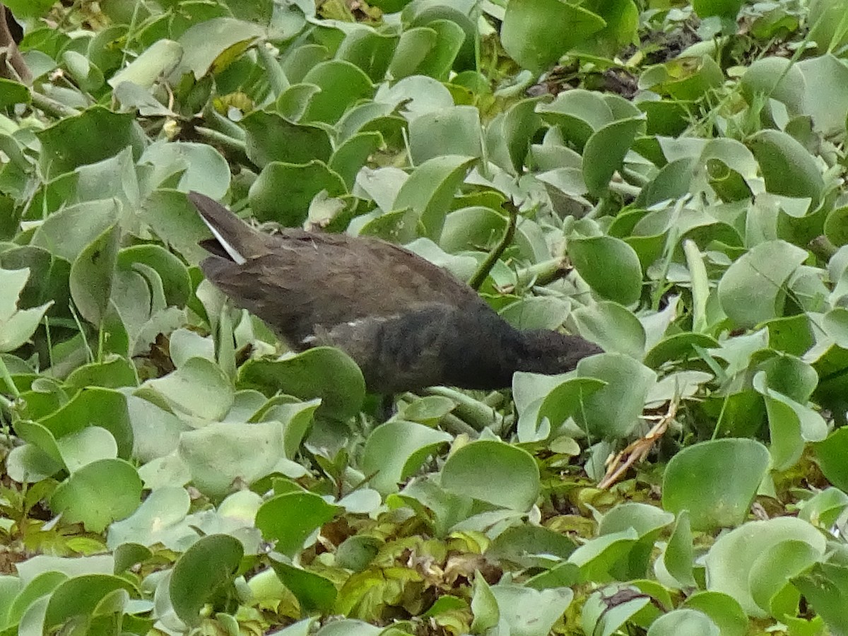 Lesser Moorhen - ML623938590