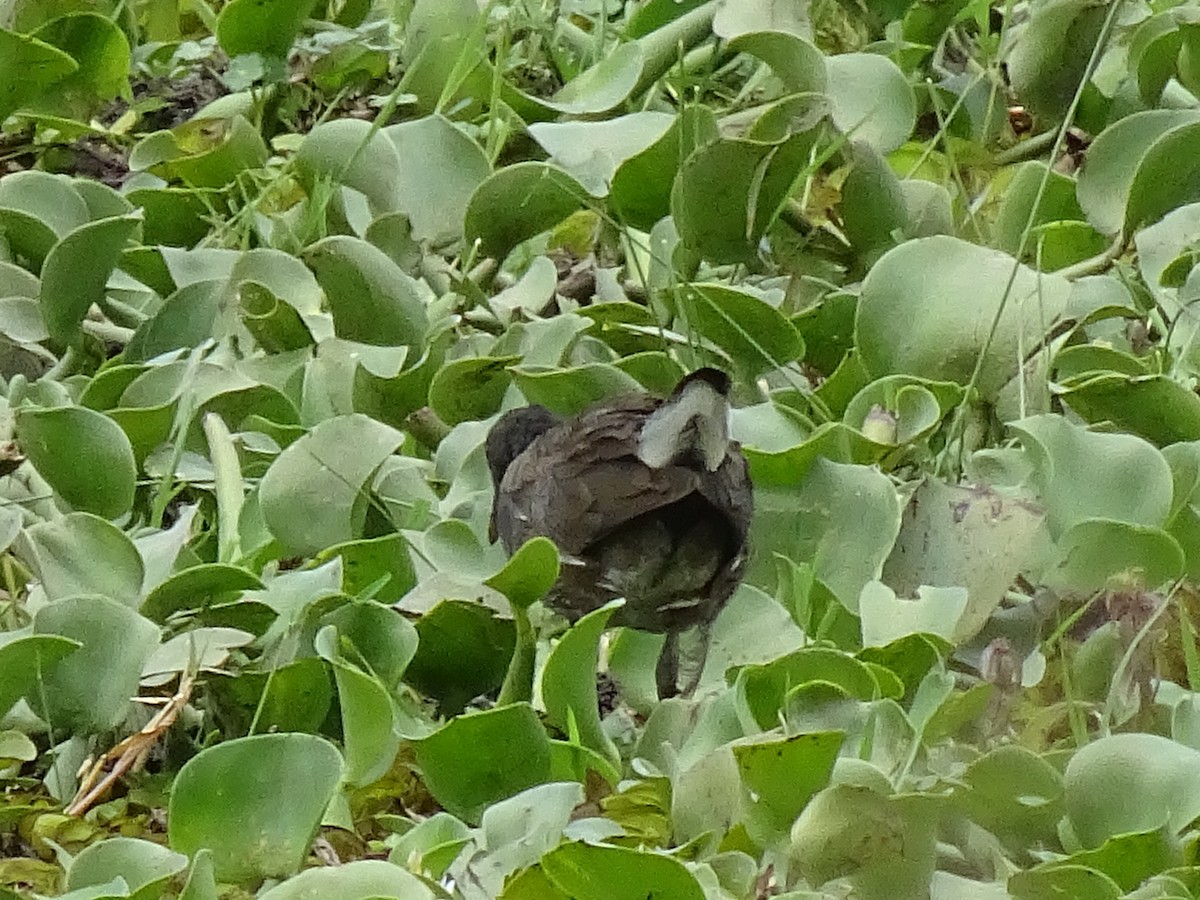 Lesser Moorhen - ML623938591