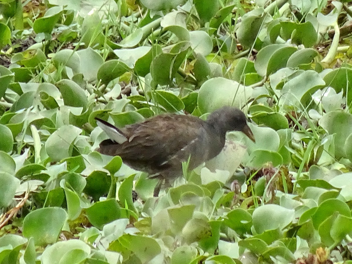 Lesser Moorhen - ML623938594