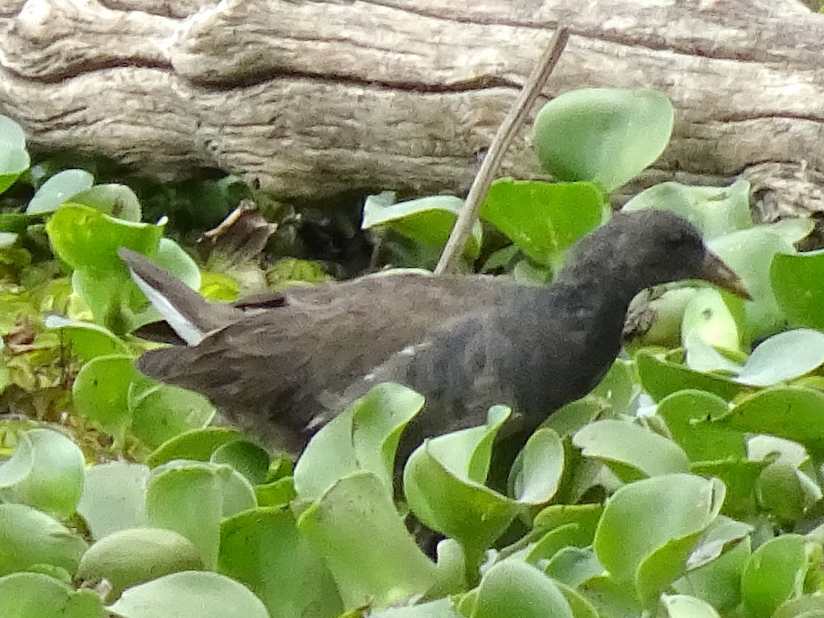 Lesser Moorhen - ML623938595