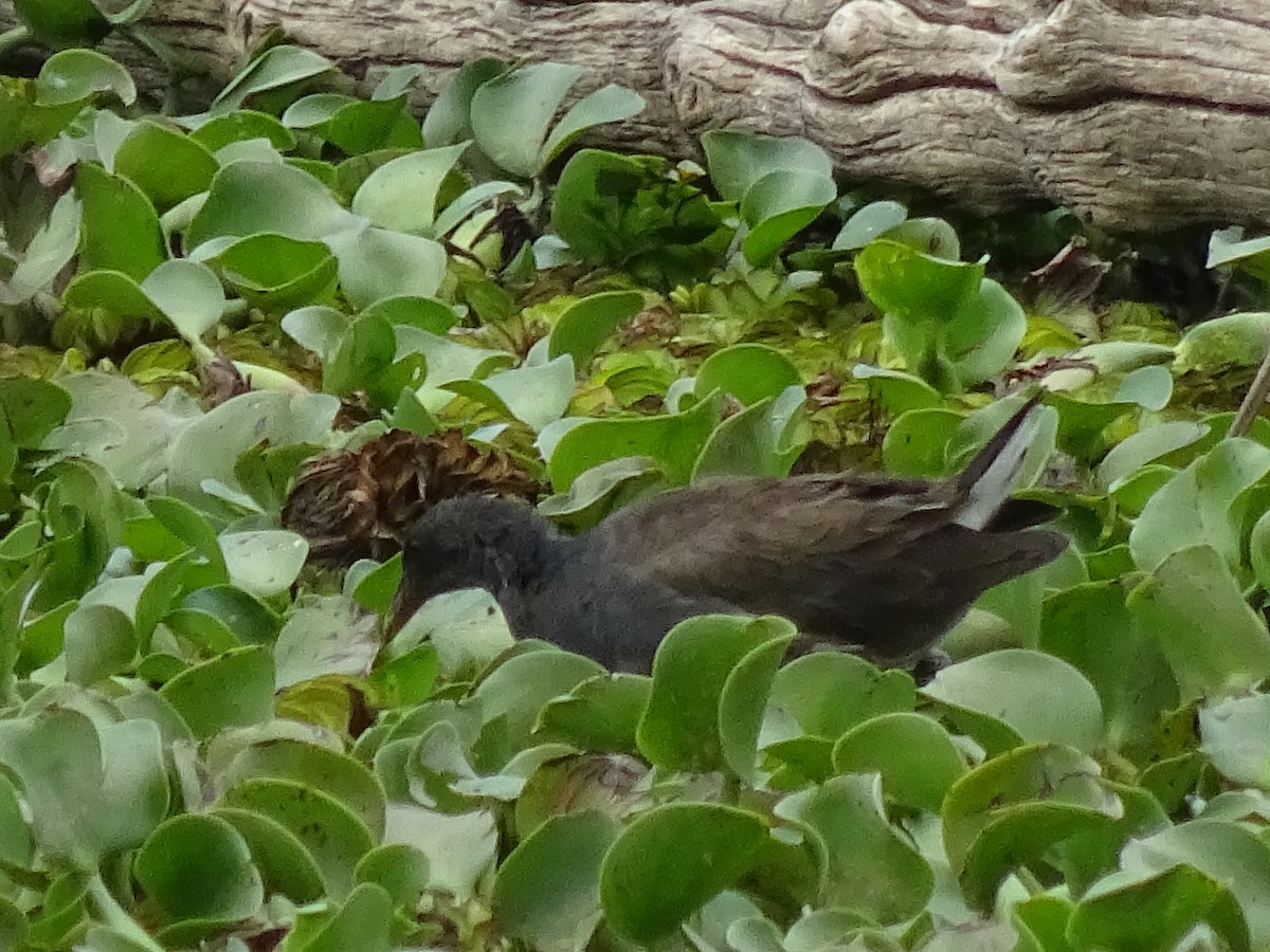 Курочка мала - ML623938596