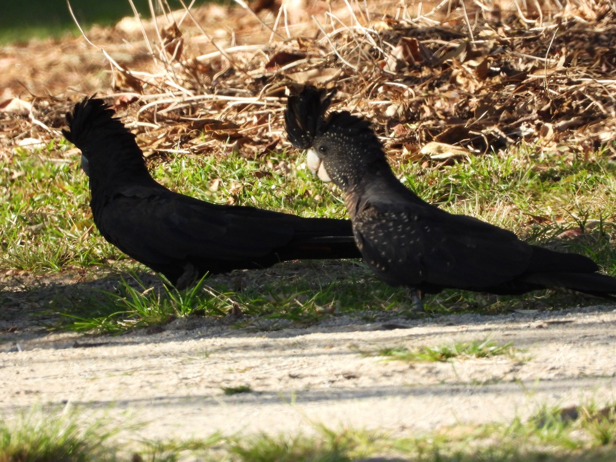 Red-tailed Black-Cockatoo - ML623938603