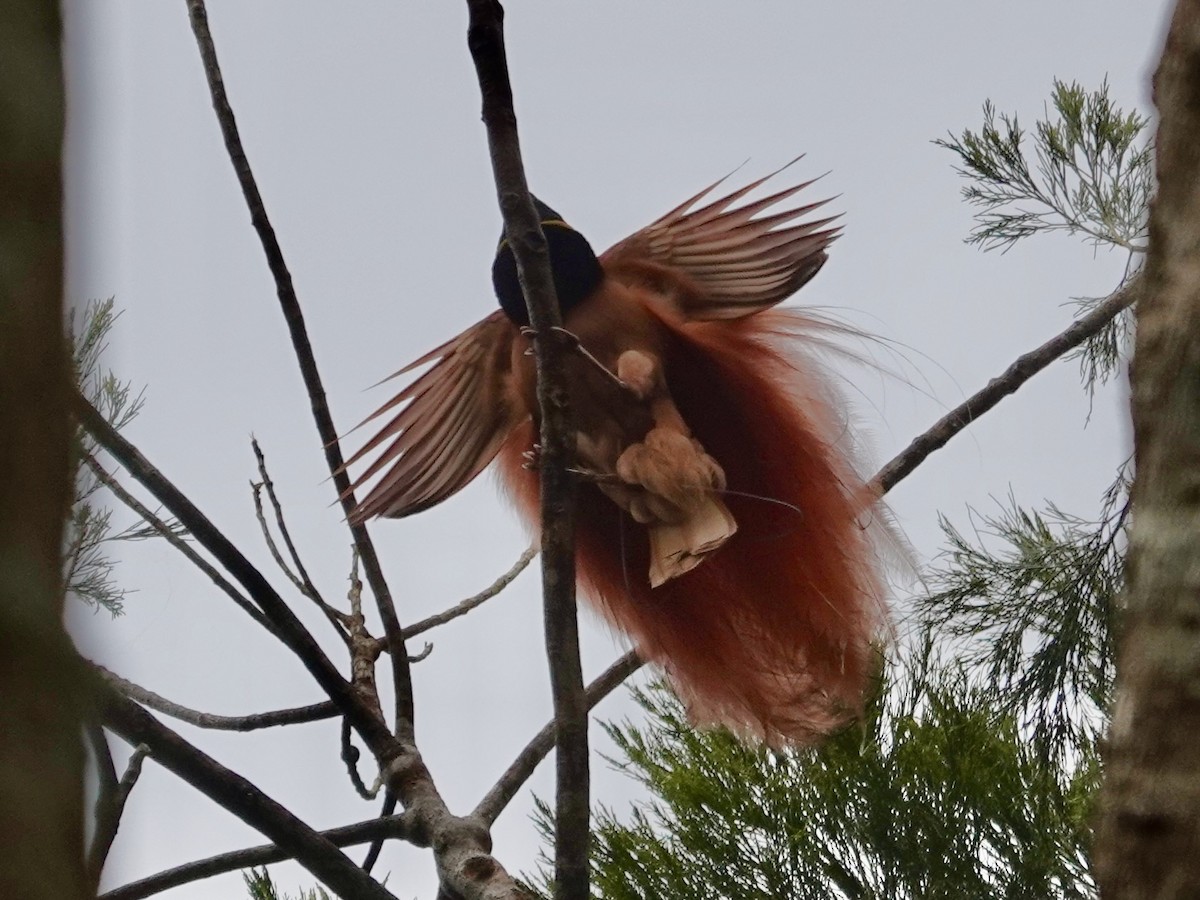 Raggiana Bird-of-Paradise - ML623938605