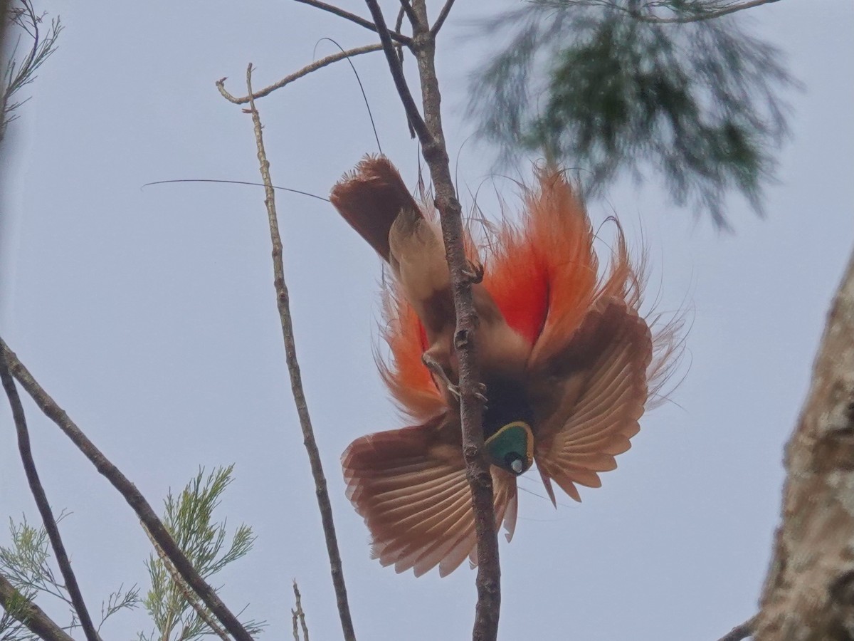 Raggiana Bird-of-Paradise - ML623938609