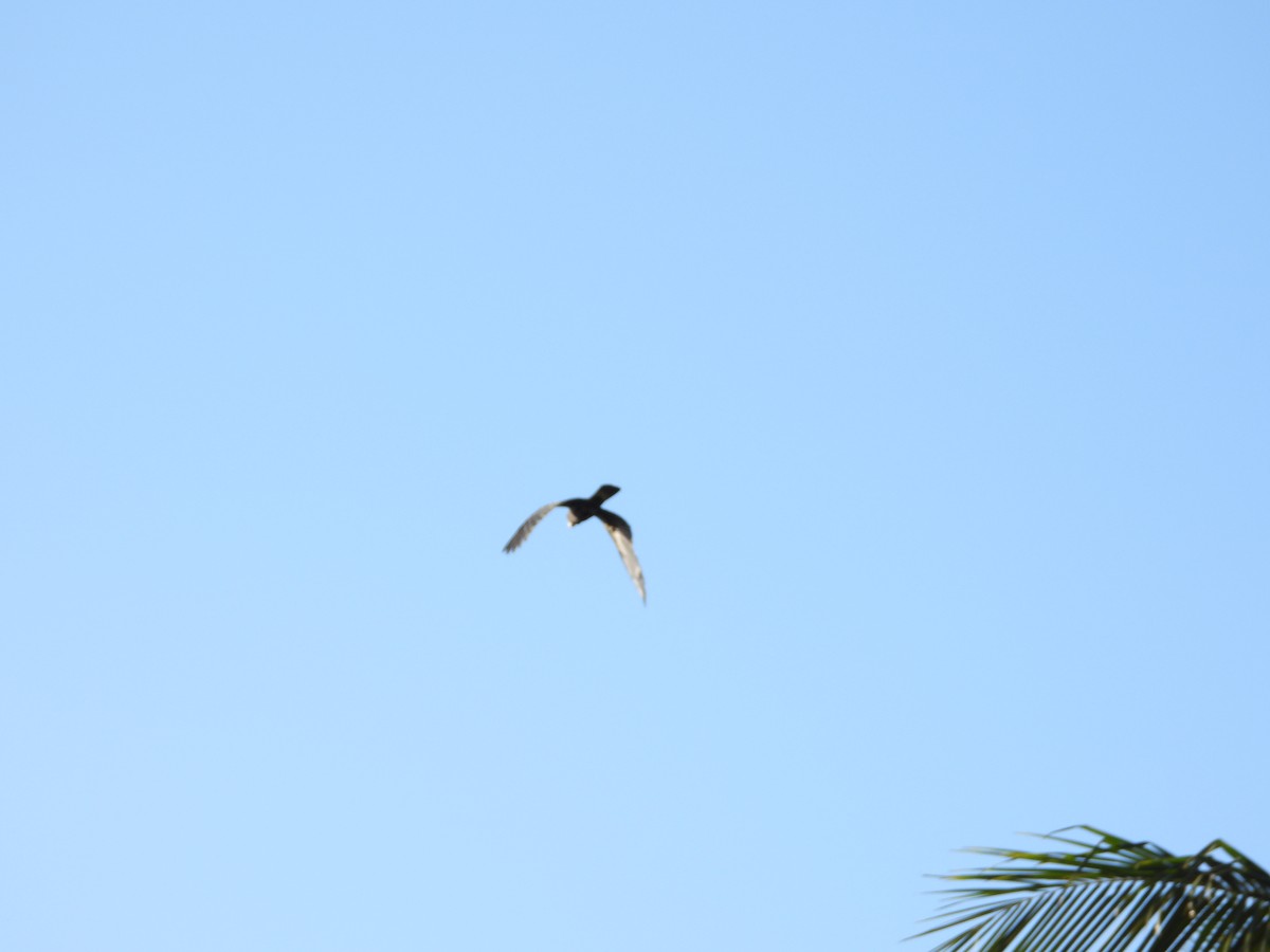 Red-tailed Black-Cockatoo - ML623938616