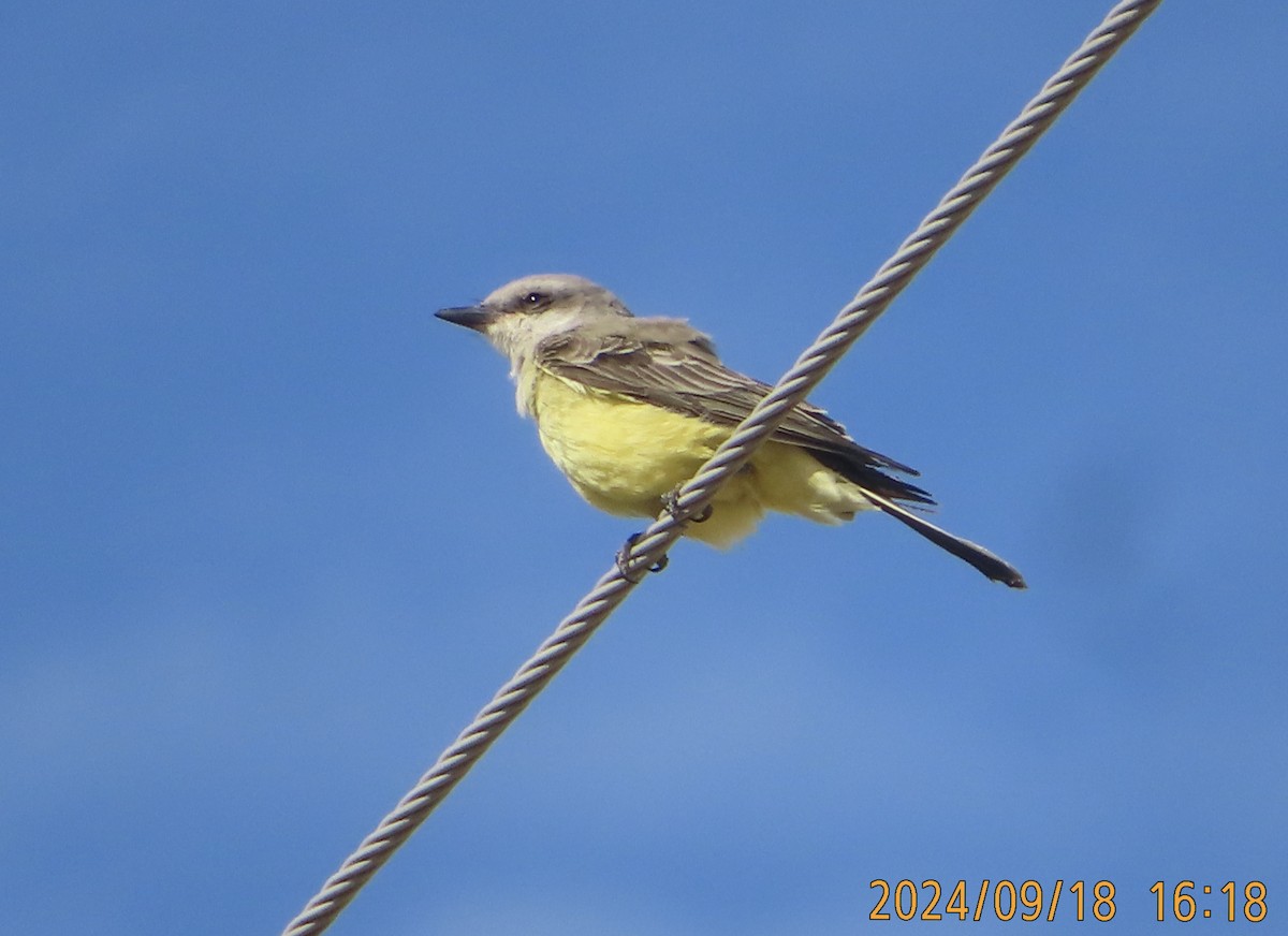 Western Kingbird - ML623938619