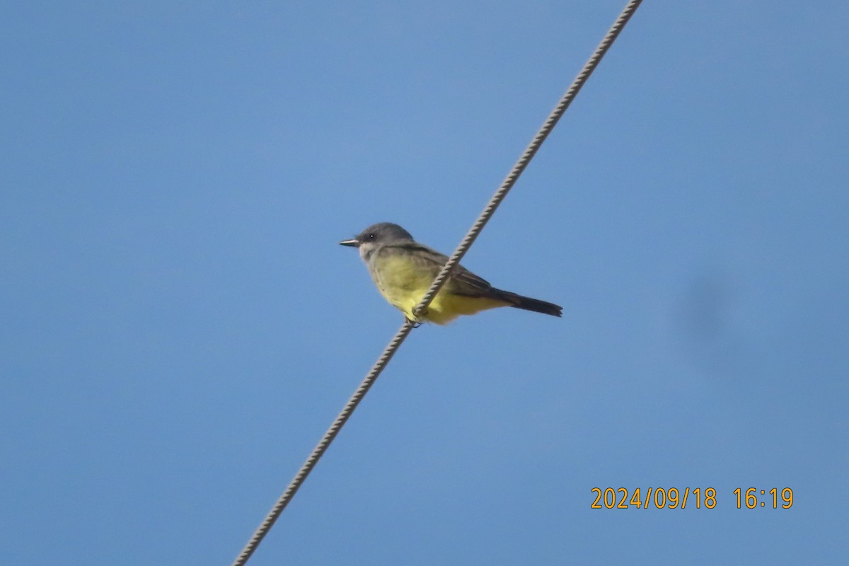 Cassin's Kingbird - ML623938621