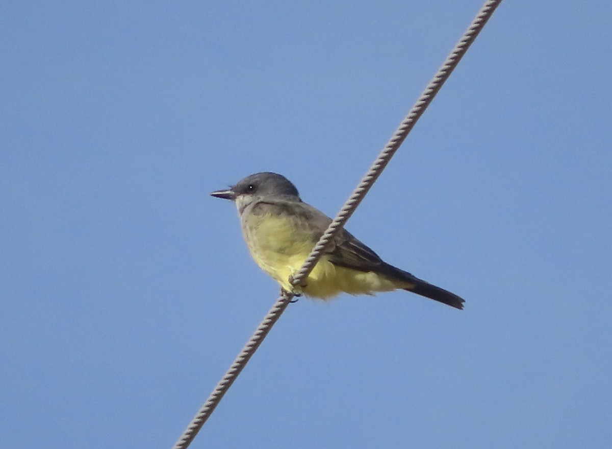 Cassin's Kingbird - ML623938624