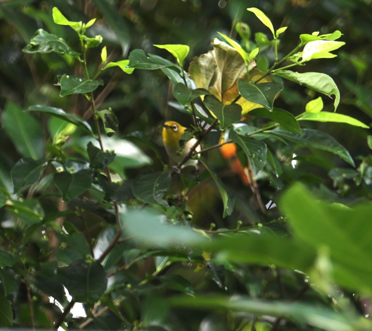 Swinhoe's White-eye - ML623938626