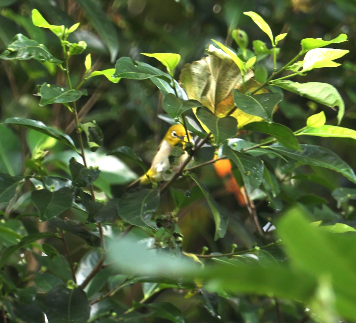 Swinhoe's White-eye - ML623938627