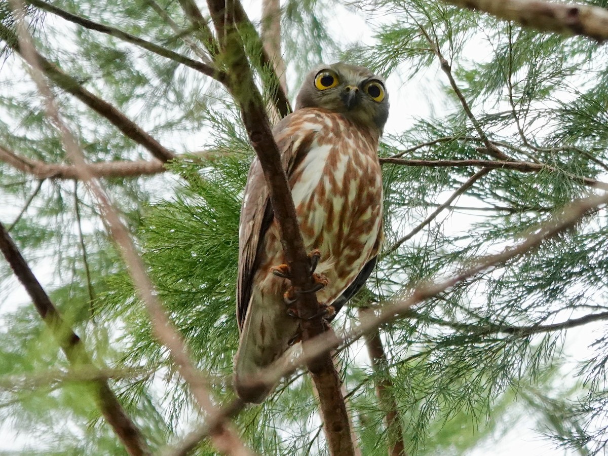 Barking Owl - ML623938630