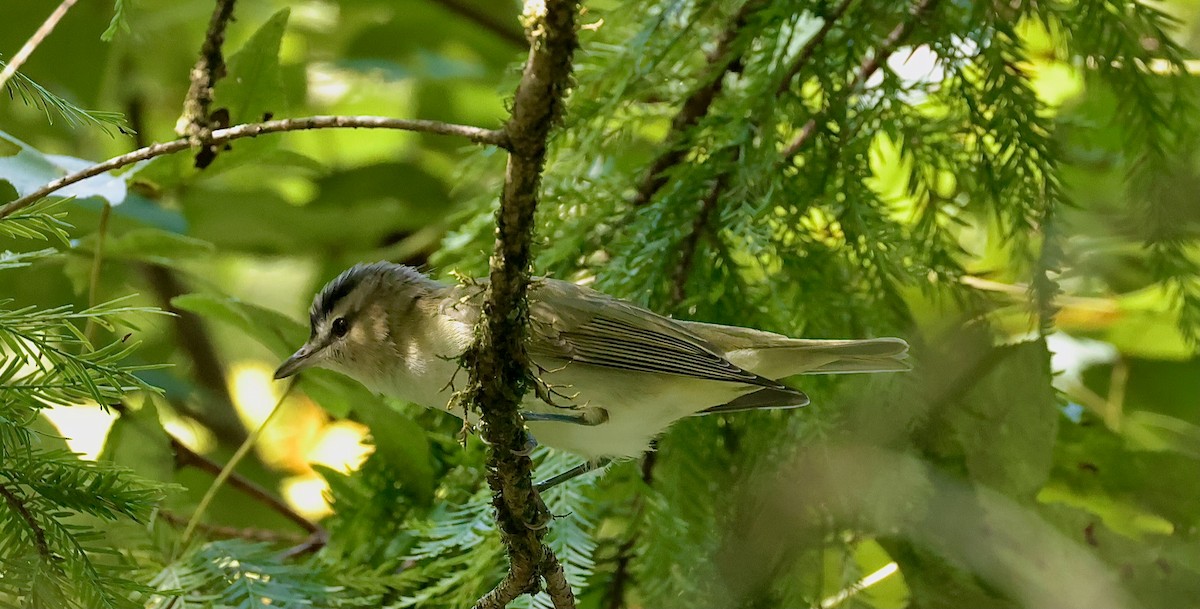 Red-eyed Vireo - Steven & Darcy Shaddix