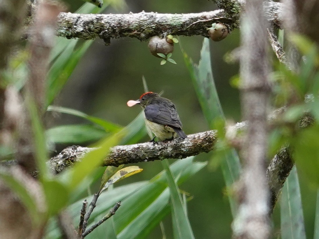 Red-capped Flowerpecker - ML623938650