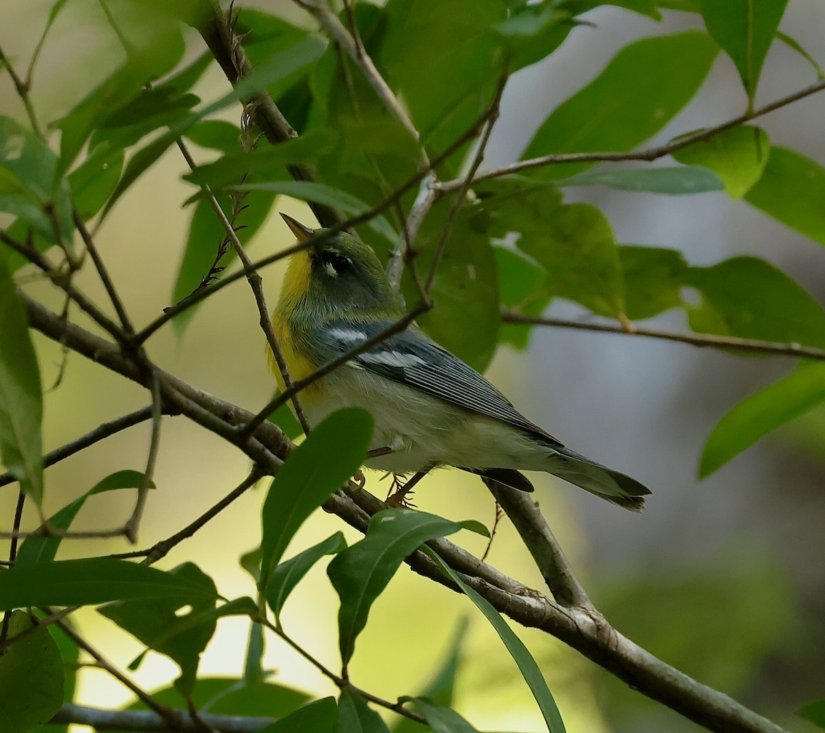 Northern Parula - ML623938654