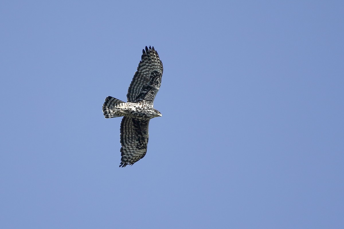 Ayres's Hawk-Eagle - ML623938656