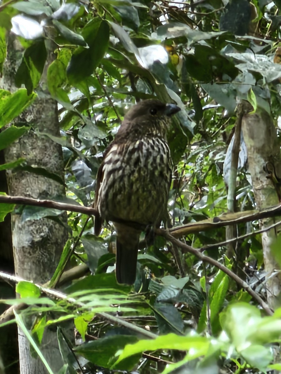 Tooth-billed Bowerbird - ML623938687