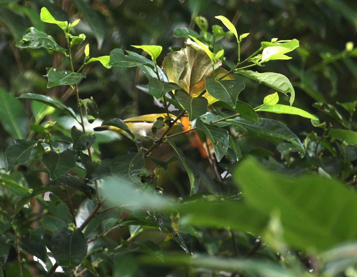 Swinhoe's White-eye - ML623938688