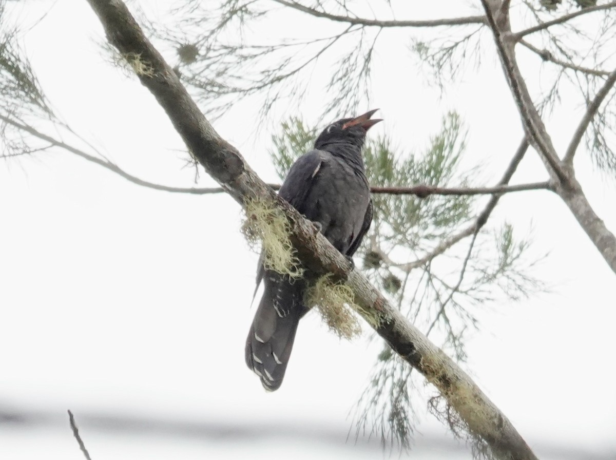 White-crowned Cuckoo - ML623938692