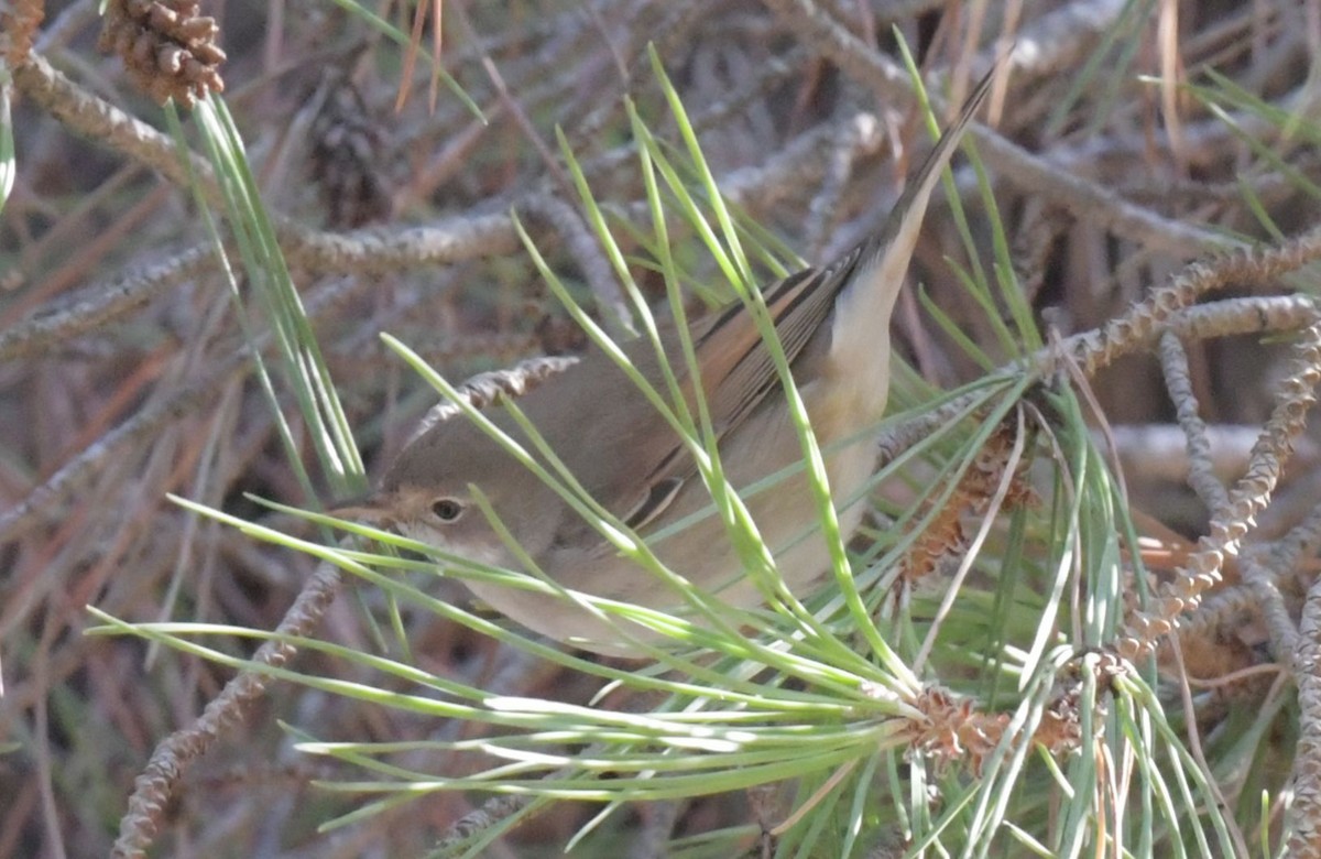 Greater Whitethroat - ML623938701