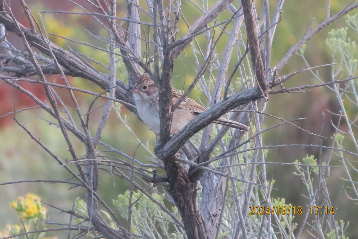 Brewer's Sparrow - ML623938707