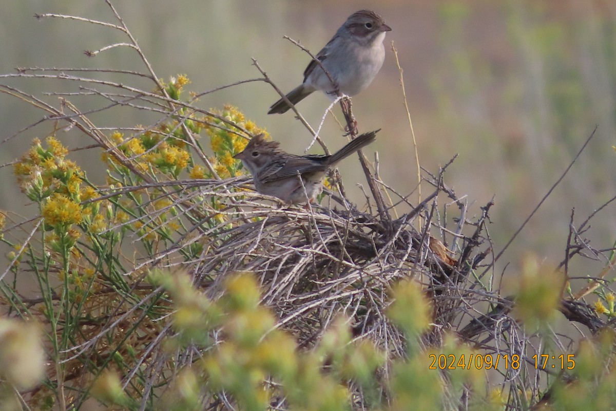 Brewer's Sparrow - ML623938715