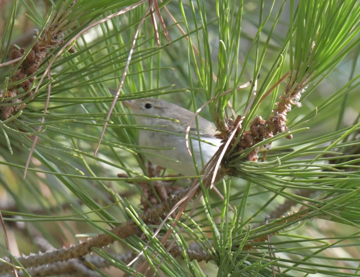 Western Bonelli's Warbler - ML623938718