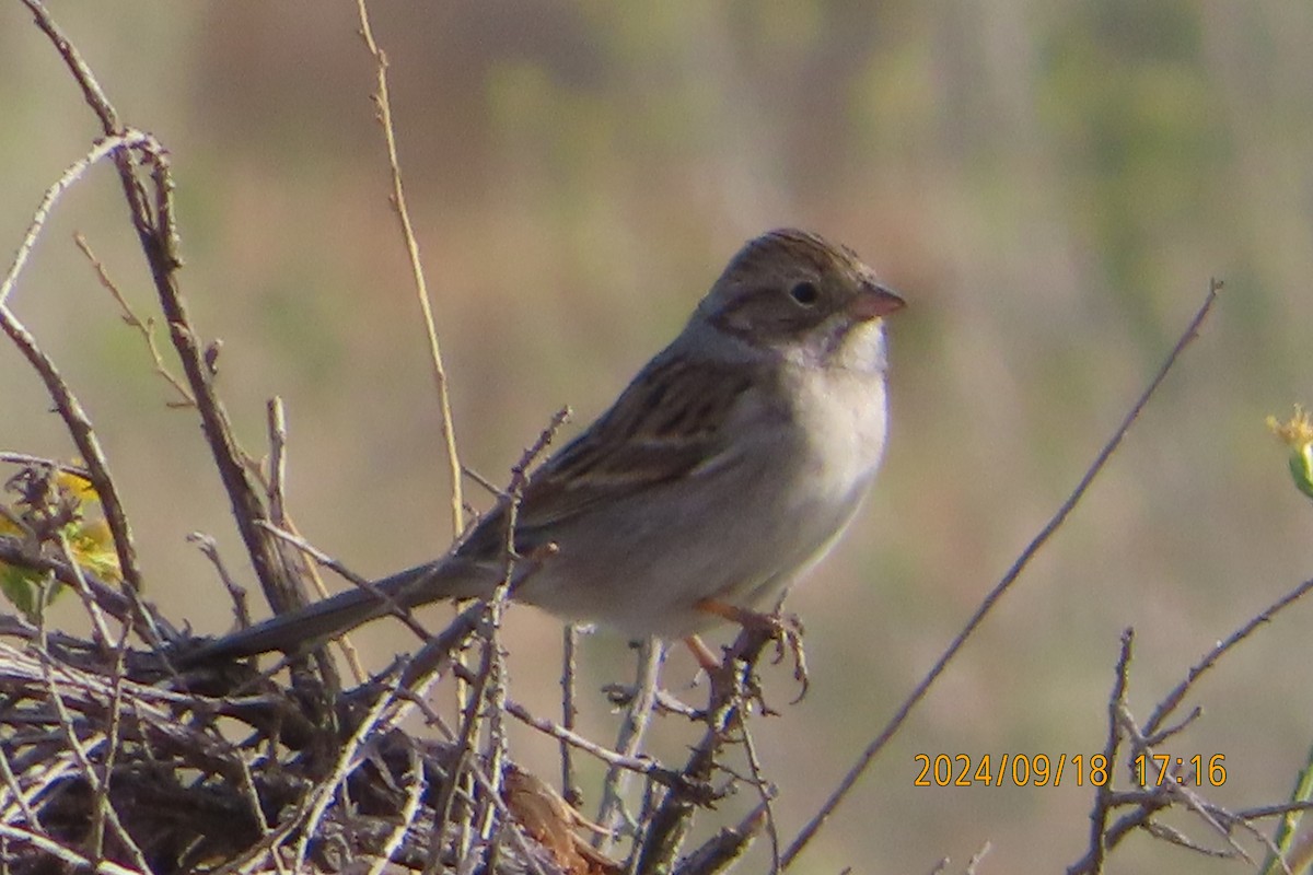 Brewer's Sparrow - ML623938725