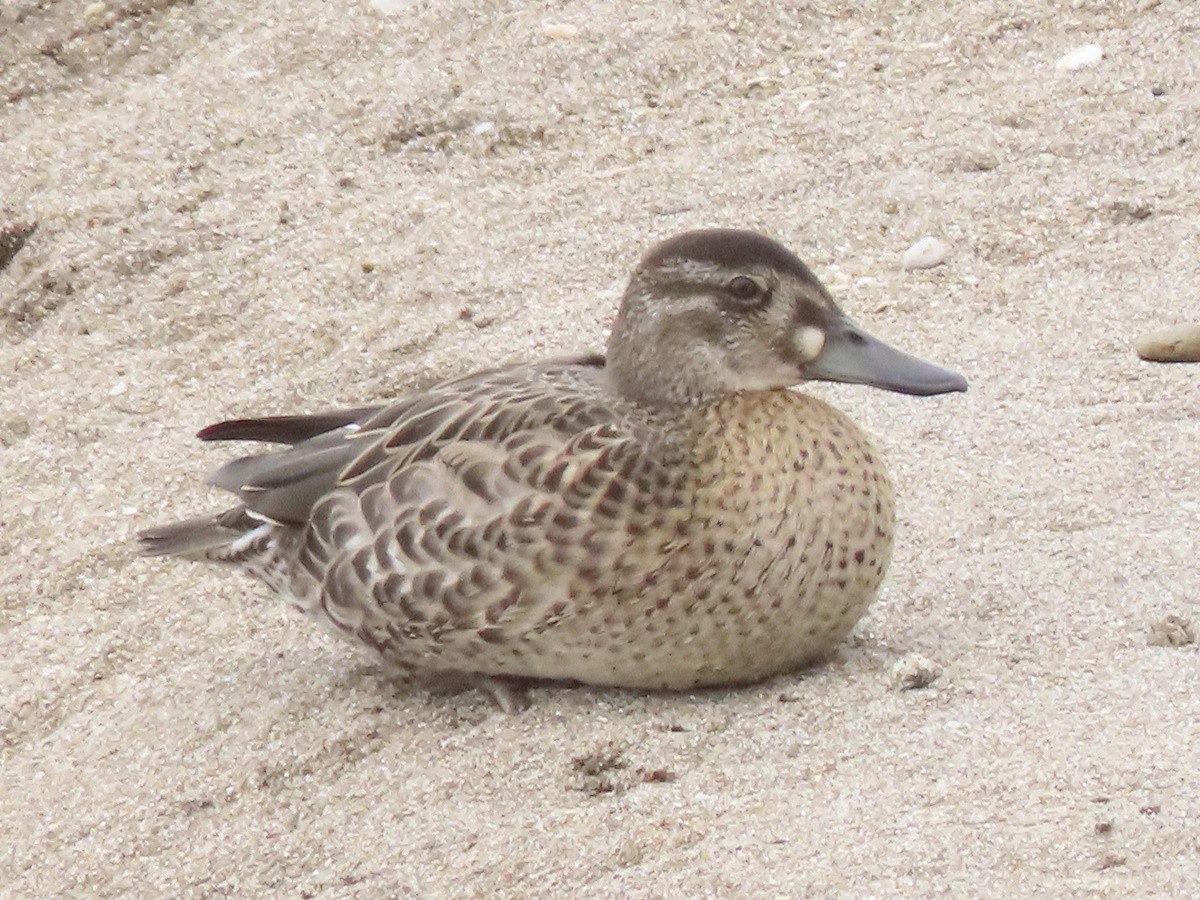 Baikal Teal - ML623938734