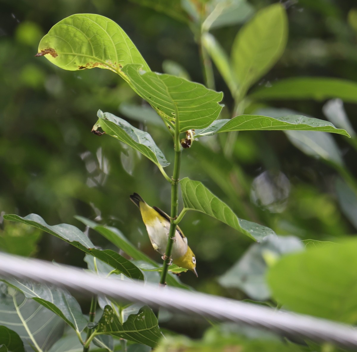 Swinhoe's White-eye - ML623938750