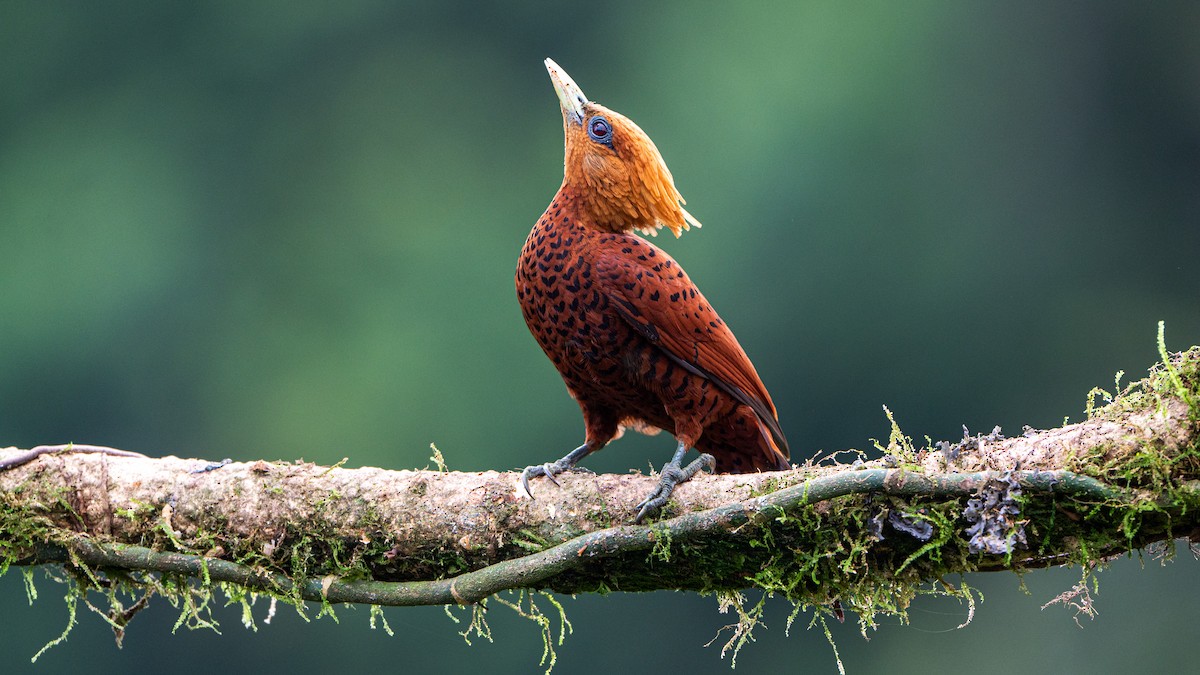 Chestnut-colored Woodpecker - ML623938752