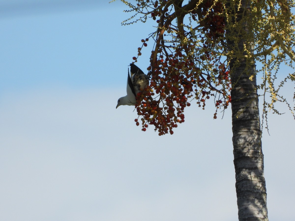 Torresian Imperial-Pigeon - ML623938756