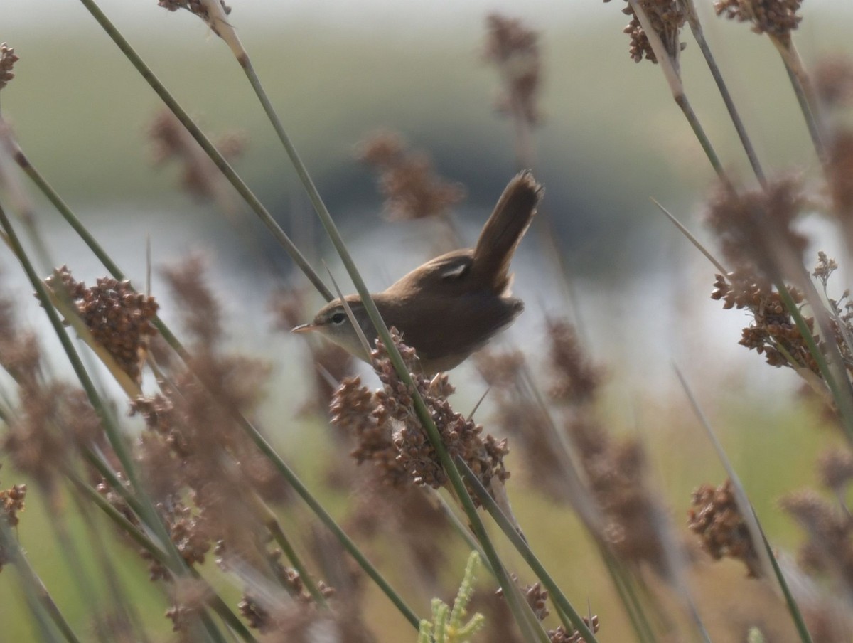 Cetti's Warbler - Ernest Crvich