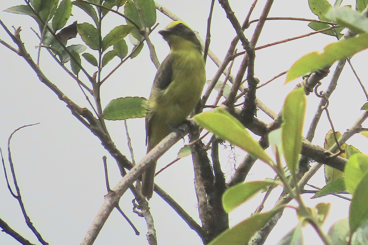 Lemon-browed Flycatcher - ML623938761