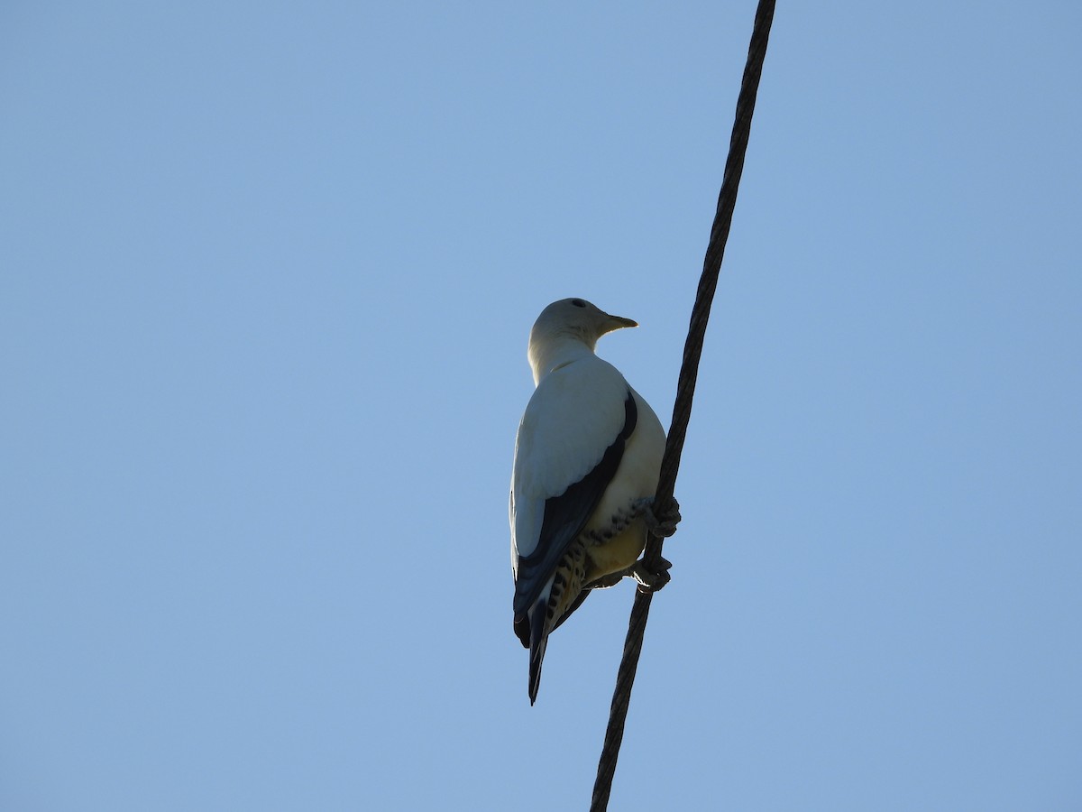 Torresian Imperial-Pigeon - ML623938765