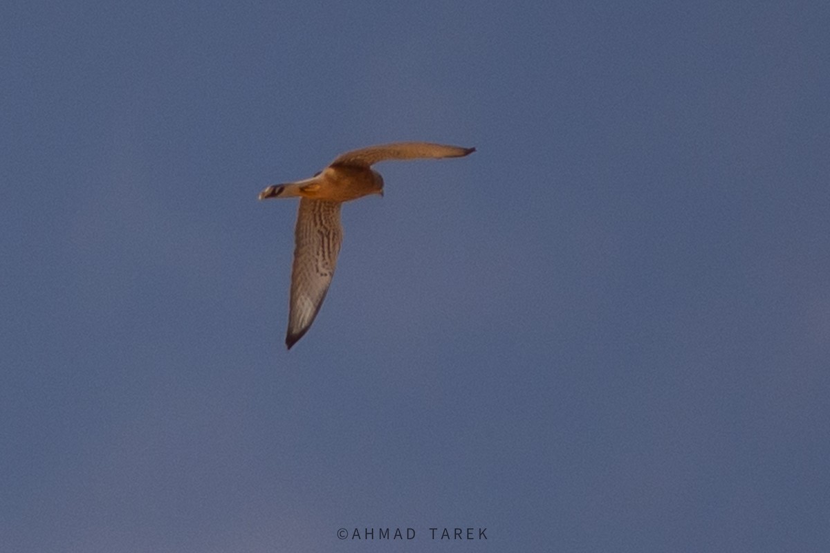 Lesser Kestrel - ML623938766