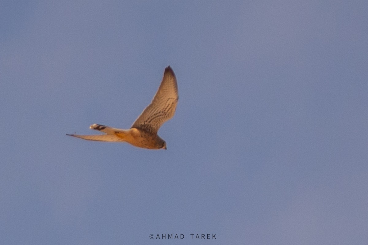 Lesser Kestrel - ML623938767