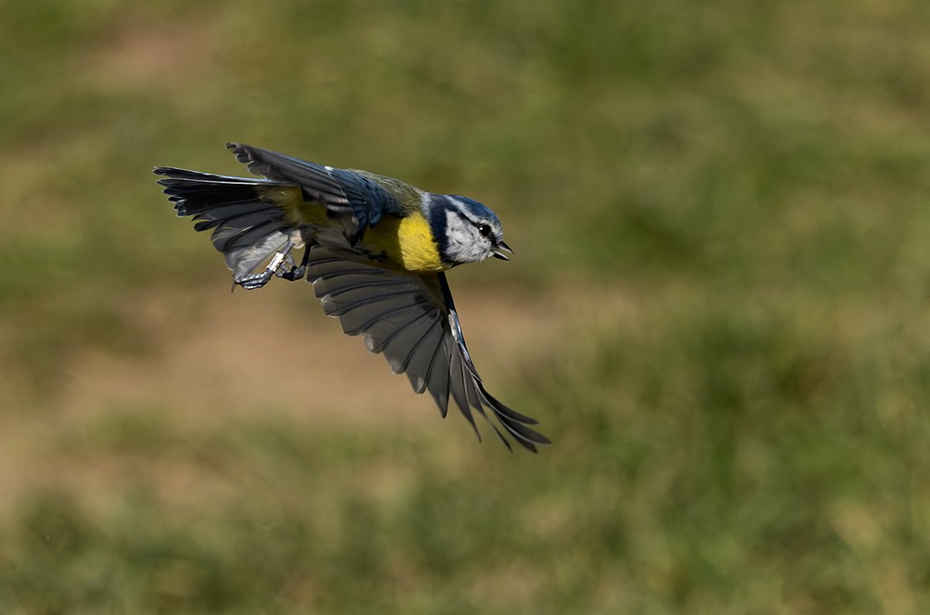 Eurasian Blue Tit - manuel grosselet