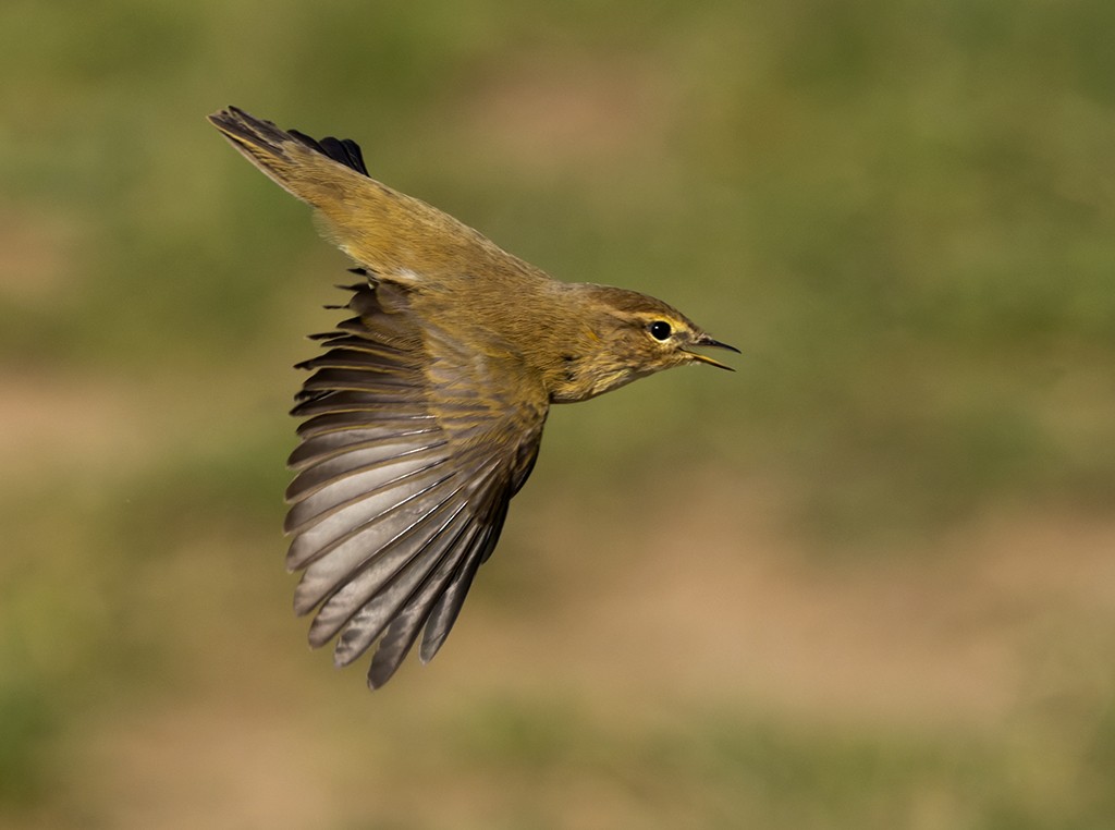 Common Chiffchaff - manuel grosselet