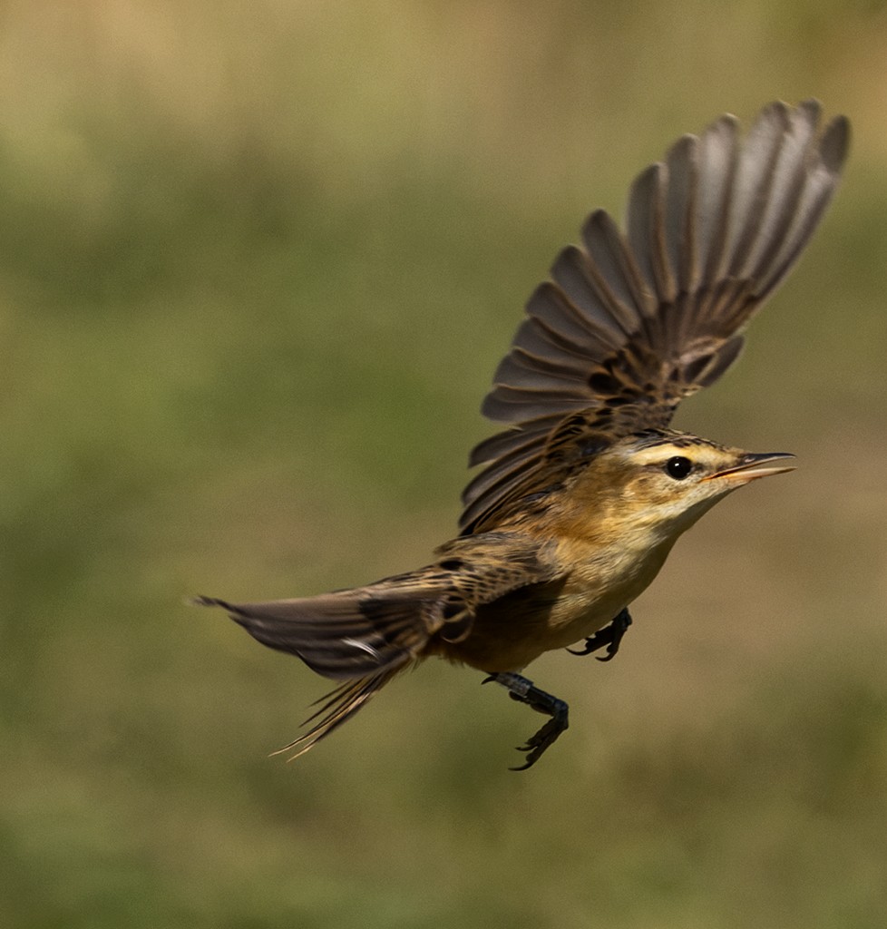 Sedge Warbler - manuel grosselet