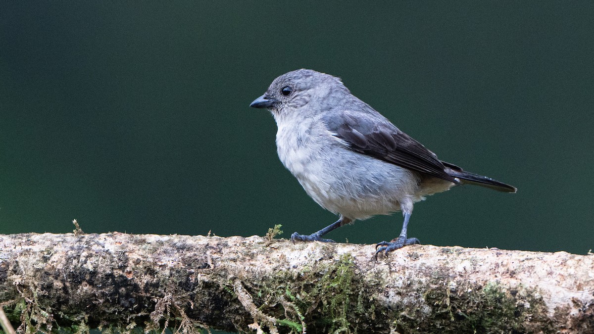 Plain-colored Tanager - ML623938797