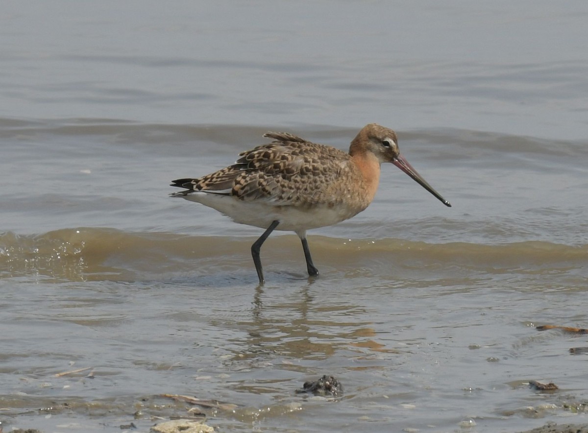 Black-tailed Godwit - ML623938800