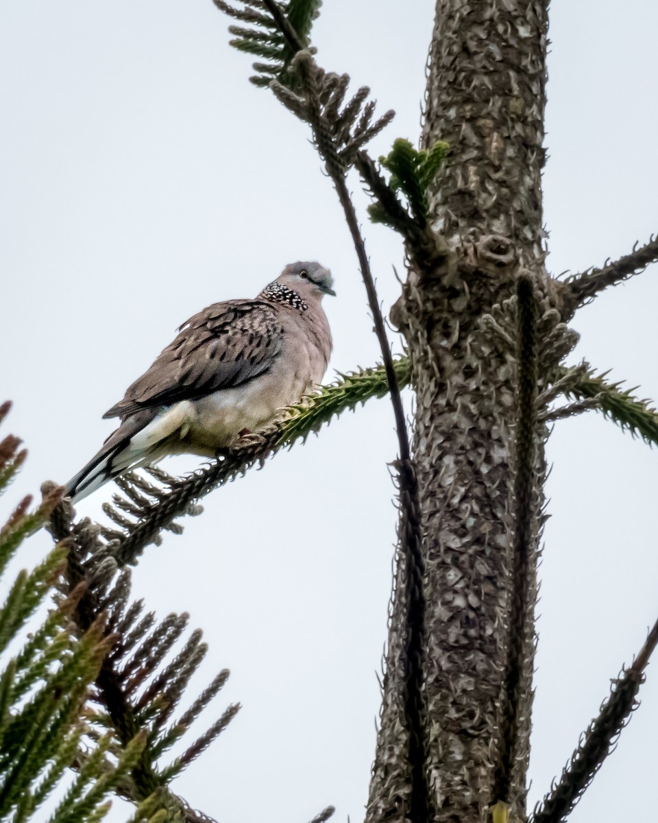 Spotted Dove - ML623938815