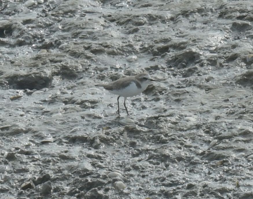 Kentish Plover - ML623938823