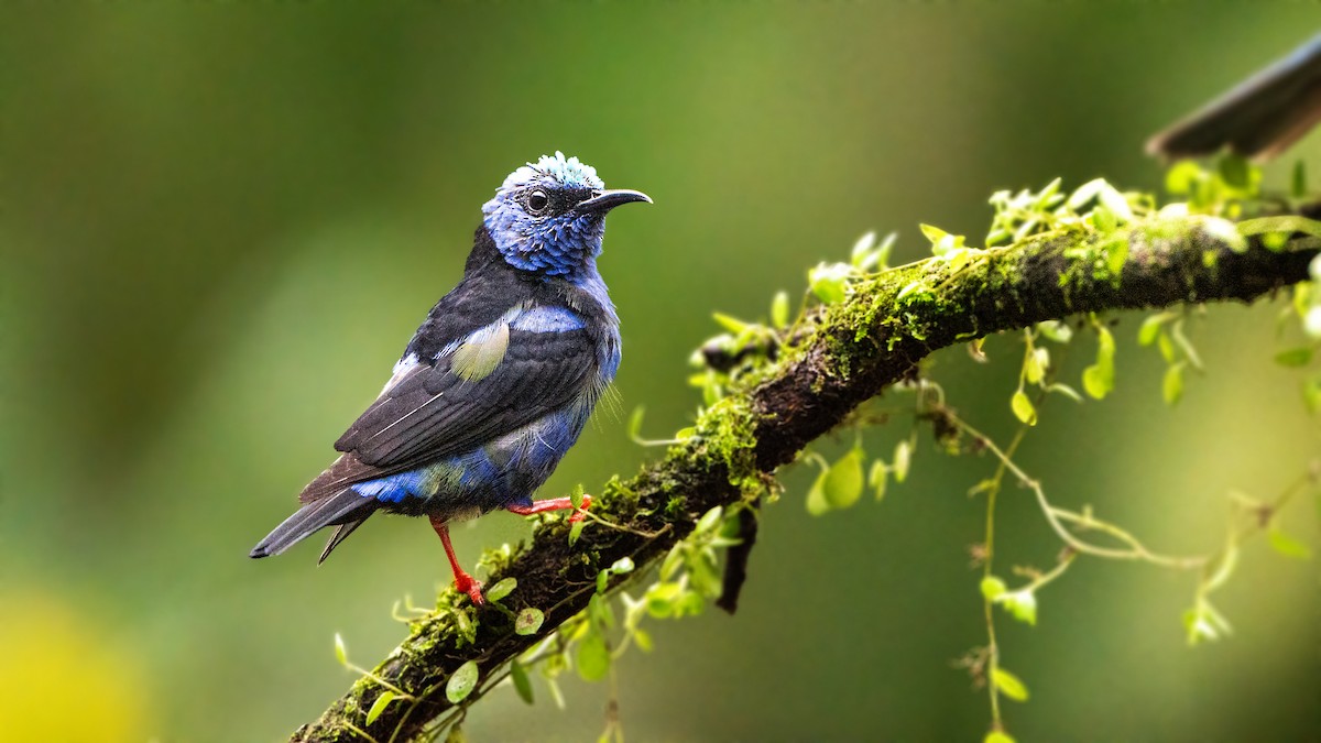 Red-legged Honeycreeper - ML623938837