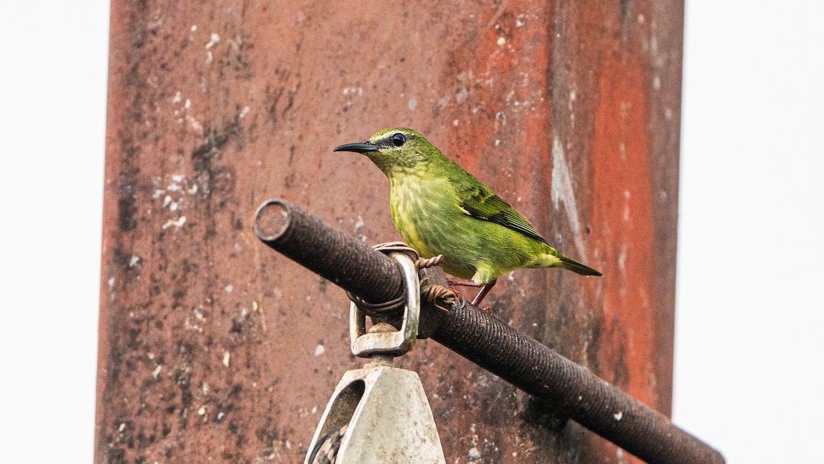 Red-legged Honeycreeper - ML623938841