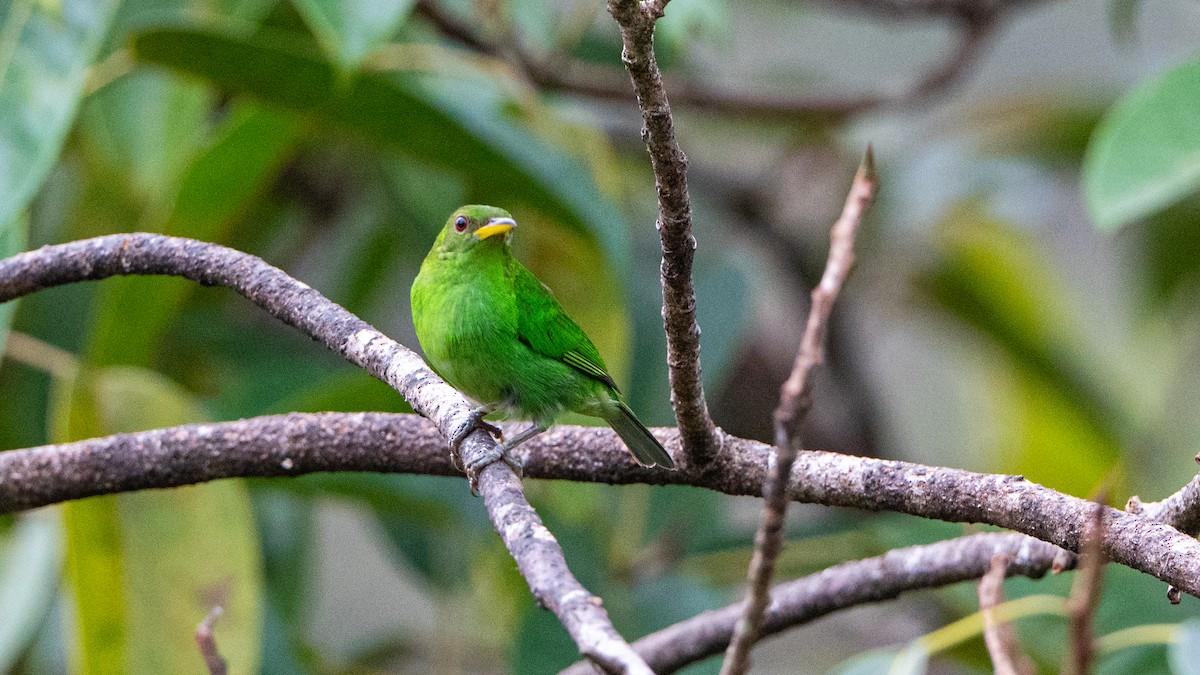 Green Honeycreeper - ML623938854