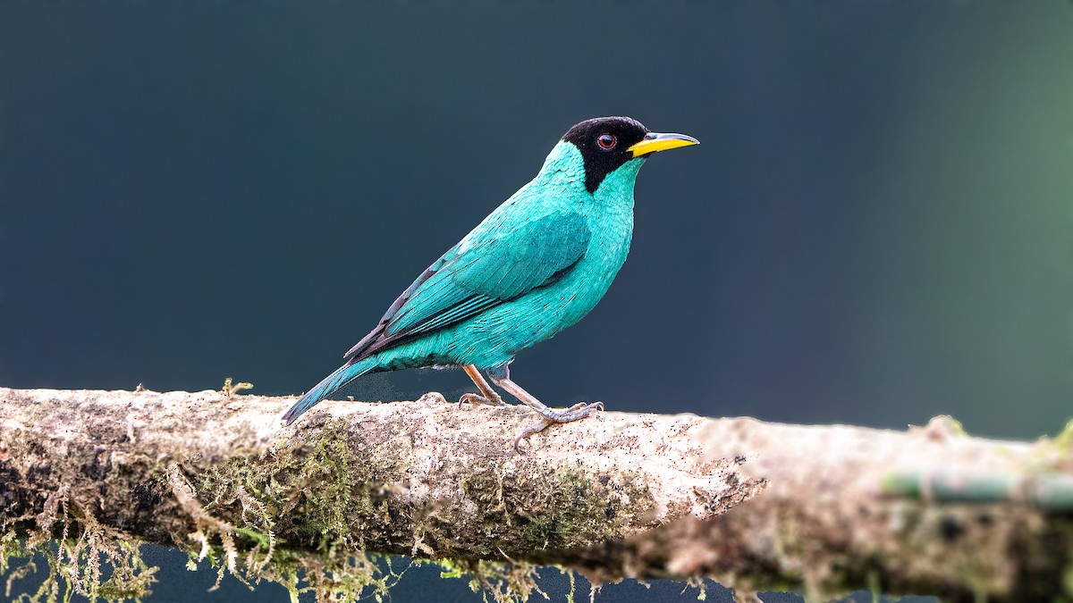 Green Honeycreeper - ML623938855